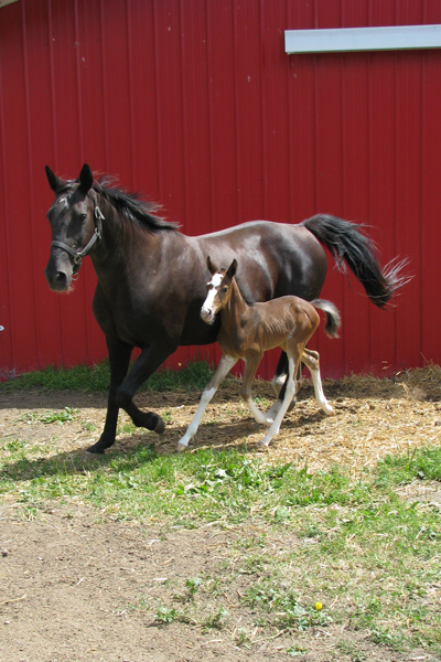 Nyla 2008 Foal